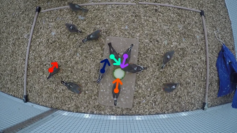 Tracked zebra finches with colored position and orientation markers
