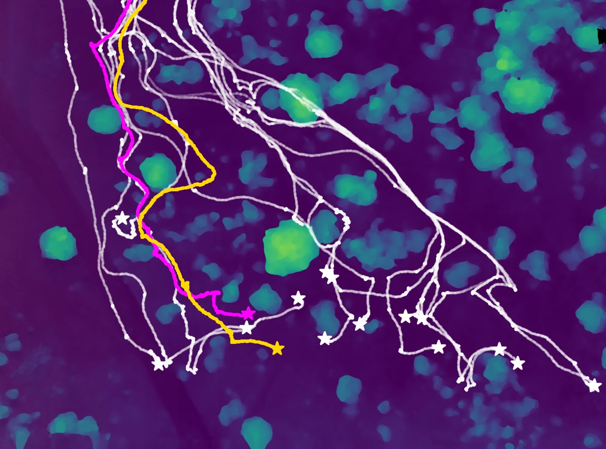 Animal trajectories over a reconstructed map of terrain height