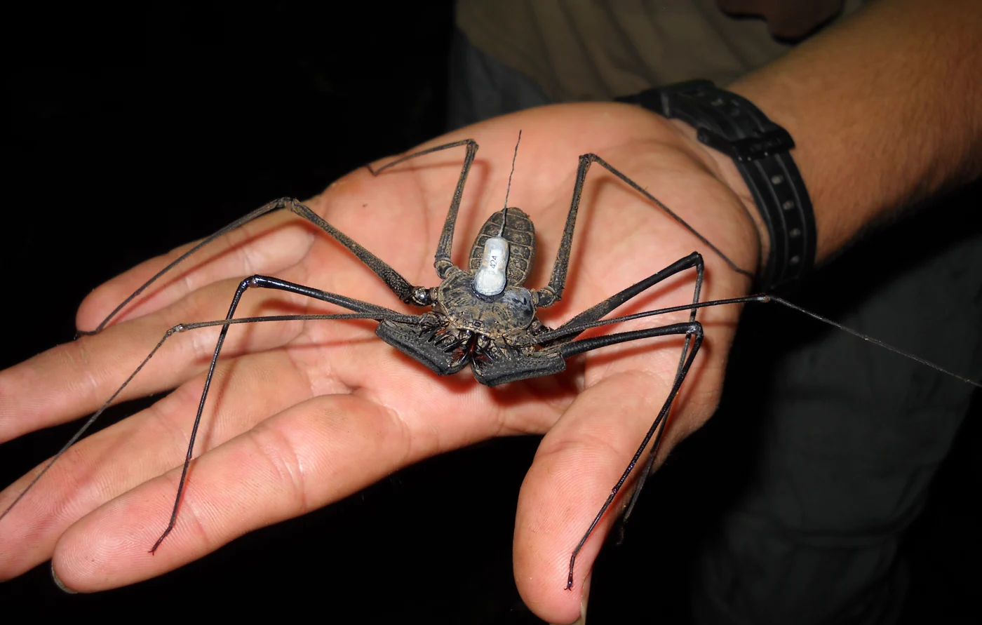 A whip spider wearing a tracking tag rests on an open hand